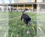 Small Photo #15 Sheprador Puppy For Sale in AURORA, OR, USA