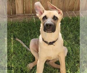 German Shepherd Dog Dogs for adoption in San Antonio, TX, USA