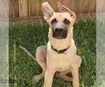 Small German Shepherd Dog
