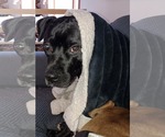 Small #2 American Staffordshire Terrier Mix