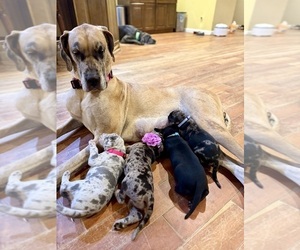Mother of the Great Dane puppies born on 06/21/2026
