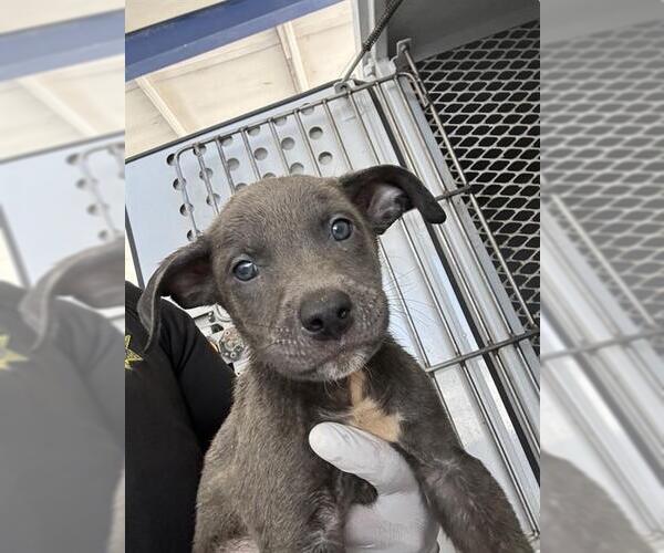 Medium Photo #1 Mutt Puppy For Sale in Bakersfield, CA, USA