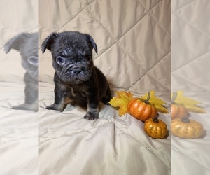 French Bulldog Puppy for sale in FORT WORTH, TX, USA