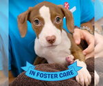 FRESCA - Female American Pit Bull Terrier-Unknown Mix Dog for Adoption - Small photo