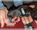 Small Photo #5 Great Dane-Unknown Mix Puppy For Sale in Bullard, TX, USA
