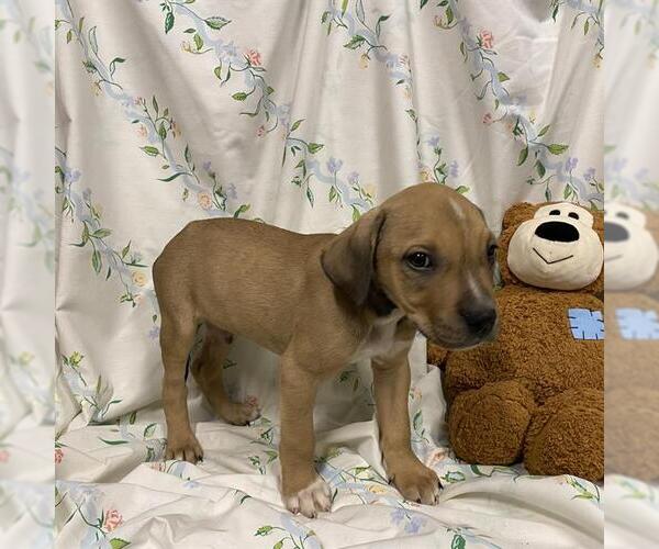 Medium Photo #1 Mutt Puppy For Sale in Modesto, CA, USA
