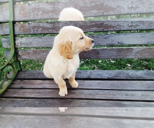 Golden Retriever Puppy for sale in LEON, KS, USA
