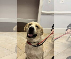 Alaskan Malamute-Great Pyrenees Mix Dogs for adoption in Holly Springs, NC, USA