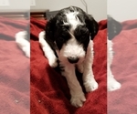 Small Photo #2 Bordoodle Puppy For Sale in CLEARFIELD, UT, USA