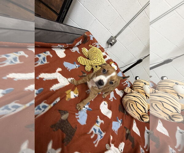 Medium Photo #1 Boxador Puppy For Sale in York, SC, USA