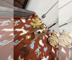 Boxador Dogs for adoption in York, SC, USA