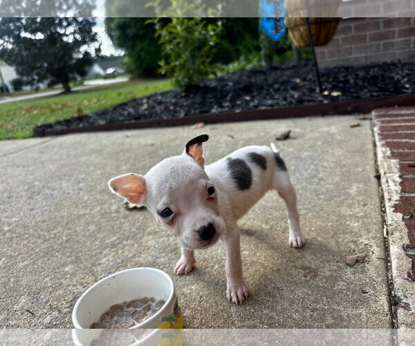 Medium Photo #1 Chihuahua-Unknown Mix Puppy For Sale in Holly Springs, NC, USA