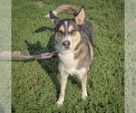 Small #2 German Shepherd Dog-Huskies  Mix