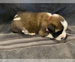 Small Photo #2 Saint Bernard Puppy For Sale in LE MARS, IA, USA