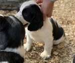 Small Photo #4 English Springer Spaniel Puppy For Sale in JEANNETTE, PA, USA