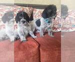 Small Photo #2 German Shorthaired Pointer-Poodle (Standard) Mix Puppy For Sale in AZUSA, CA, USA
