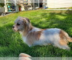 Small #1 Mutt