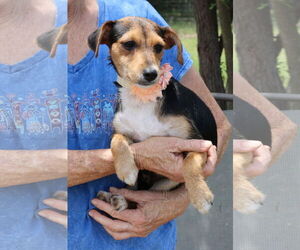 Dachshund-Unknown Mix Dogs for adoption in Bandera, TX, USA