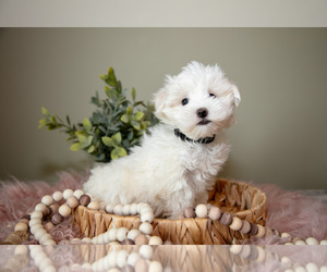 Medium Maltese