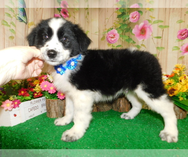 Medium Photo #1 Texas Heeler Puppy For Sale in HAMMOND, IN, USA