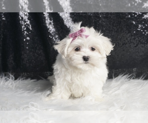 Medium Photo #3 Maltese Puppy For Sale in WARSAW, IN, USA