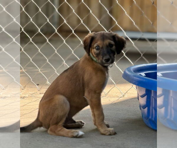 Medium Photo #5 Greyhound-Saluki Mix Puppy For Sale in Laramie, WY, USA