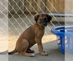 Small Photo #5 Greyhound-Saluki Mix Puppy For Sale in Laramie, WY, USA