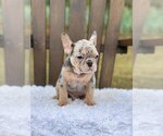 Small #2 French Bulldog