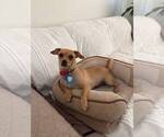 Small #11 Chiweenie
