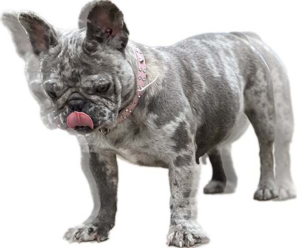 Medium Photo #1 French Bulldog Puppy For Sale in MADISON, IN, USA