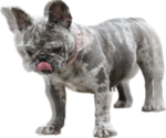Small Photo #1 French Bulldog Puppy For Sale in MADISON, IN, USA