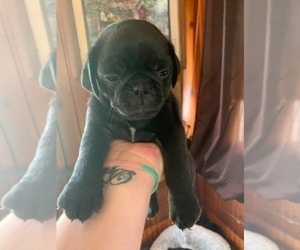 Pug Puppy for sale in BELMONT, NH, USA