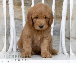 Goldendoodle Puppy for sale in KUTZTOWN, PA, USA