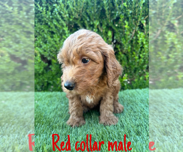 Medium Photo #4 Goldendoodle (Miniature) Puppy For Sale in BAKERSFIELD, CA, USA
