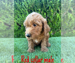 Small #3 Goldendoodle (Miniature)