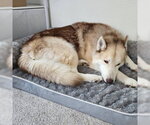 Small #3 Siberian Husky