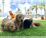 Small Photo #2 Goldendoodle Puppy For Sale in DANIA, FL, USA