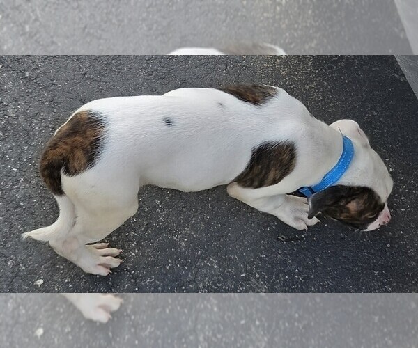Medium Photo #30 American Bulldog Puppy For Sale in INDEPENDENCE, MO, USA