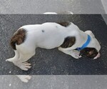 Small Photo #30 American Bulldog Puppy For Sale in INDEPENDENCE, MO, USA
