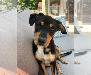 Mutt Dogs for adoption in Wakefield, RI, USA