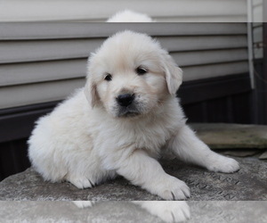 English Cream Golden Retriever Puppy for sale in SHILOH, OH, USA