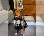 Small #8 American Pit Bull Terrier-Blue Lacy Mix