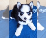 Small Photo #4 Pomsky Puppy For Sale in PUNTA GORDA, FL, USA