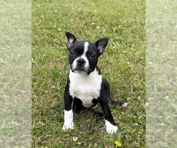 Medium Photo #5 Boston Terrier Puppy For Sale in ATHENS, WI, USA