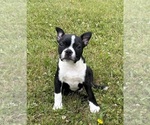Small #4 Boston Terrier