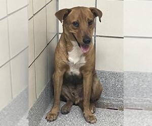 Staffordshire Bull Terrier Dogs for adoption in Pasadena, TX, USA