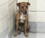Small Staffordshire Bull Terrier