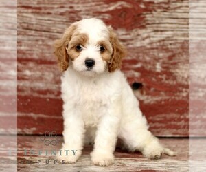 Cavapoo Puppy for sale in KINZERS, PA, USA