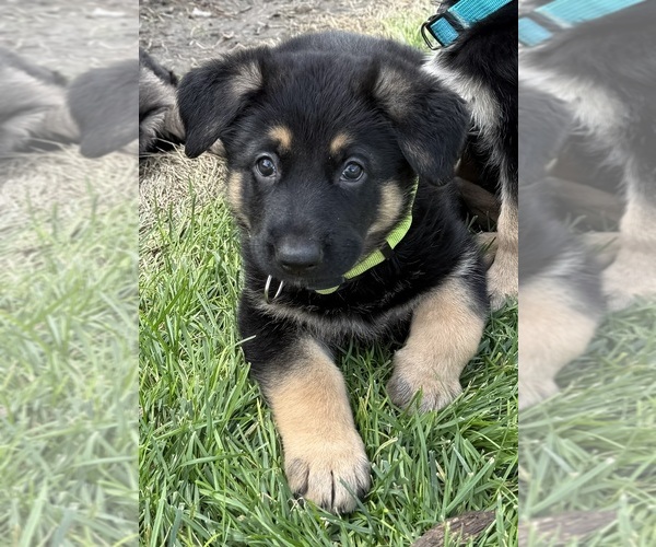 Medium Photo #1 German Shepherd Dog Puppy For Sale in BRIGHTON, CO, USA