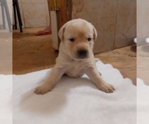 Labrador Retriever Puppy for sale in WESTMINSTER, MD, USA